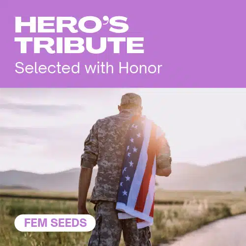 Hero’s Tribute – Blimburn Seeds