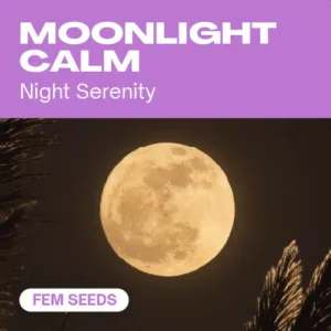 Moonlight Calm – Blimburn Seeds