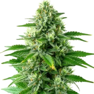 POG – Blimburn Seeds