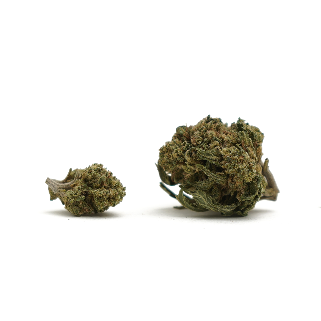 Orange Bud CBD Small Buds – CBD SOL