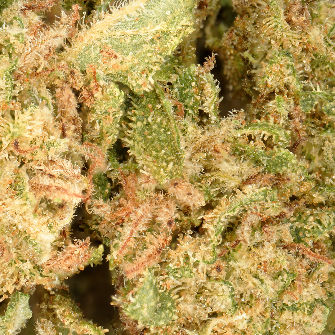 Orange Bud CBD Small Buds (2) – CBD SOL