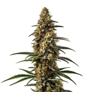 Papaya – Blimburn Seeds