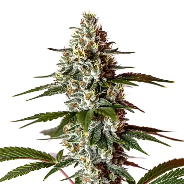 Permanent Marker x Banana Cream – Blimburn Seeds