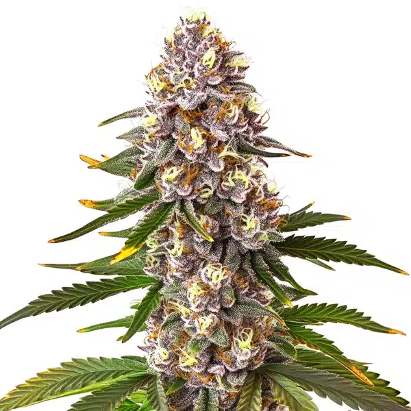 Permanent Marker x Lemon Cherry – Blimburn Seeds