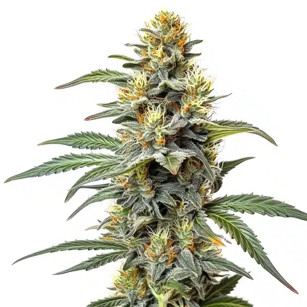Permanent Marker x Zangria – Blimburn Seeds