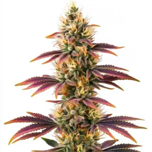 Peyote Cookies – Blimburn Seeds