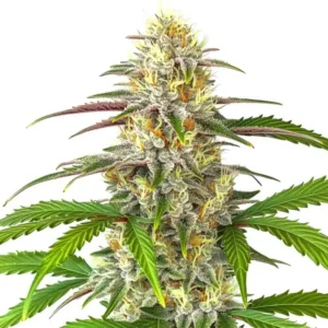 Pineapple Express Auto – Blimburn Seeds