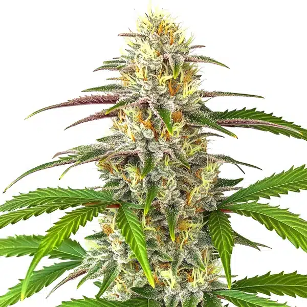Pineapple Express Auto – Blimburn Seeds
