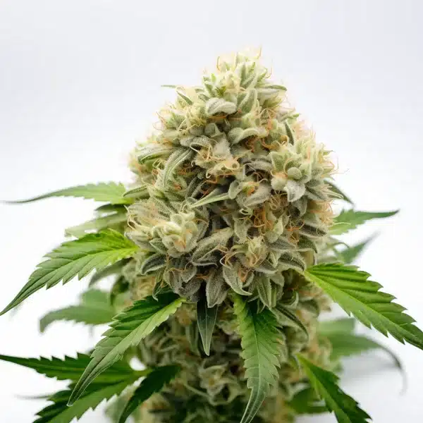 Pineapple Fruz – Blimburn Seeds