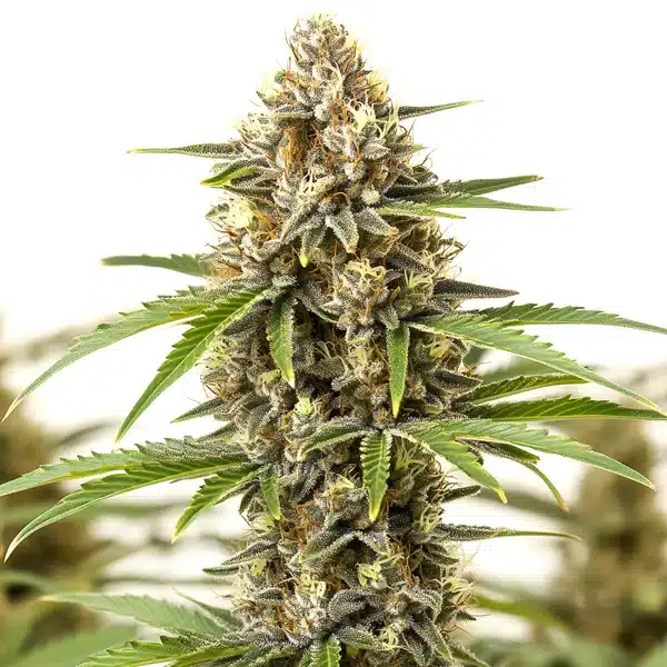 Pineapple Haze – Blimburn Seeds