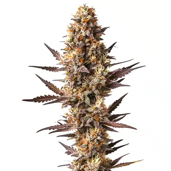 Pineapple Kush – Blimburn Seeds