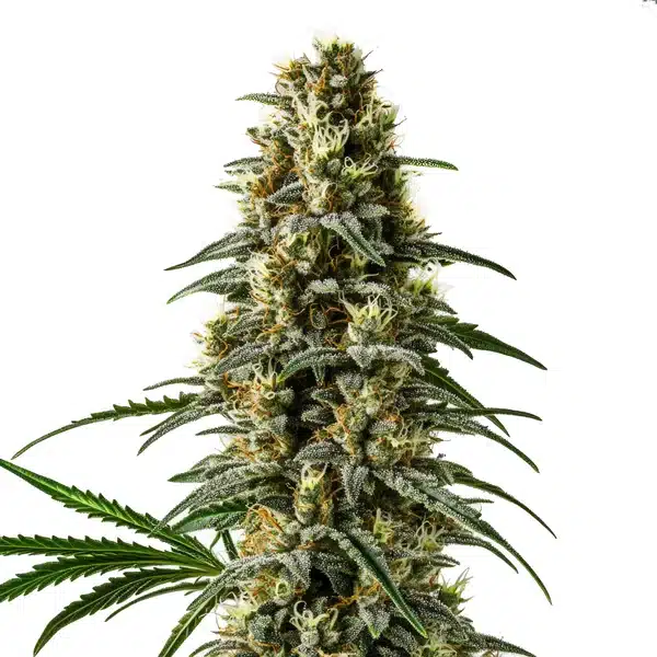 Pineapple Skunk Regular – Blimburn Seeds