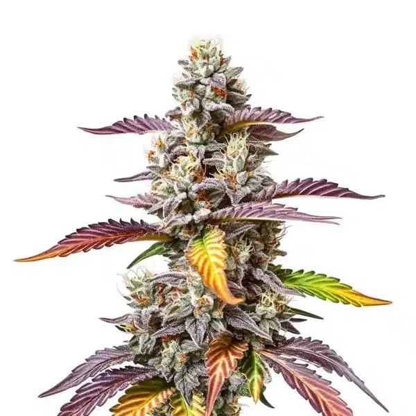 Pink Gorilla – Blimburn Seeds