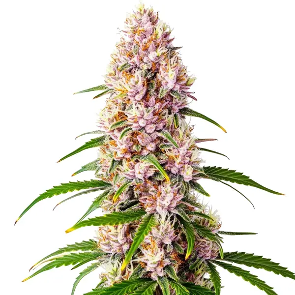 Pink Plant – Blimburn Seeds