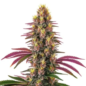 Pink Rozay – Blimburn Seeds