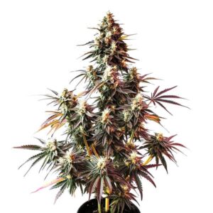 Pink Rozay Auto – Blimburn Seeds