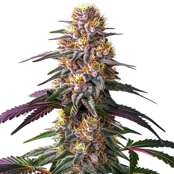 Pink Rozay x Strawberry Banana Auto – Blimburn Seeds