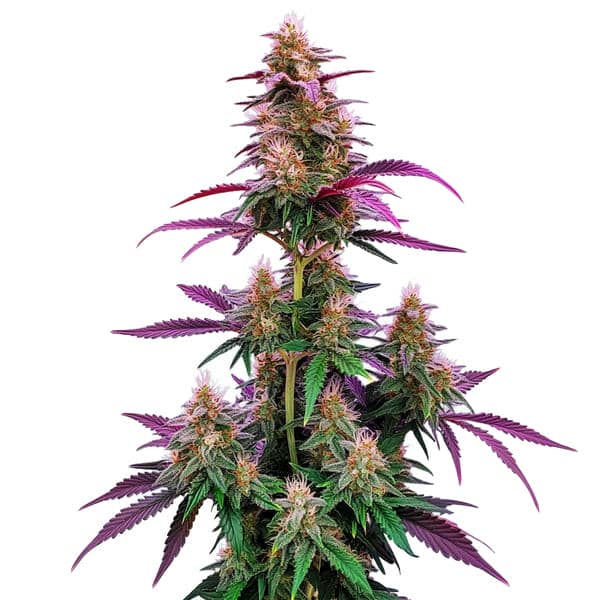 Pink Runtz – Blimburn Seeds