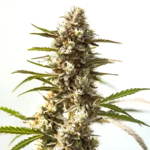 Power Plant – Blimburn Seeds