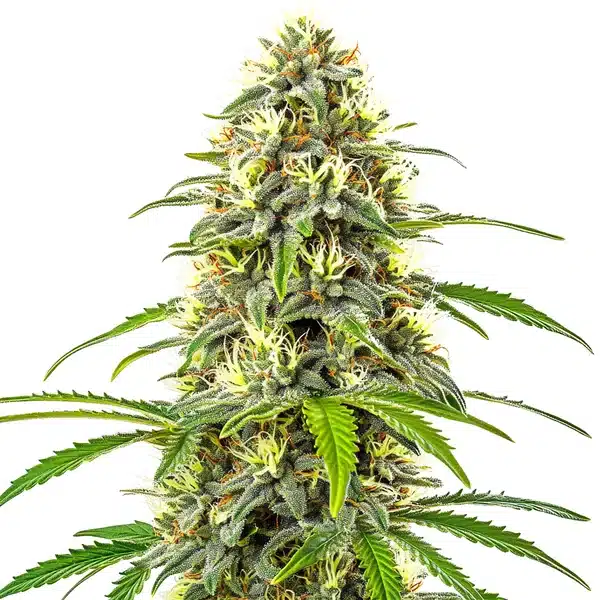 Pure Haze – Blimburn Seeds