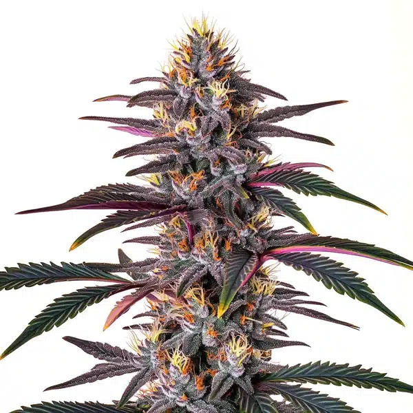 Pure Indica – Blimburn Seeds