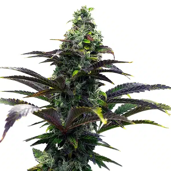 Purple Gelato Auto – Blimburn Seeds