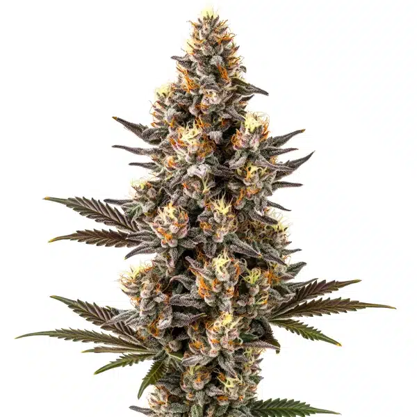 Purple Gelato Lemon Bean – Blimburn Seeds