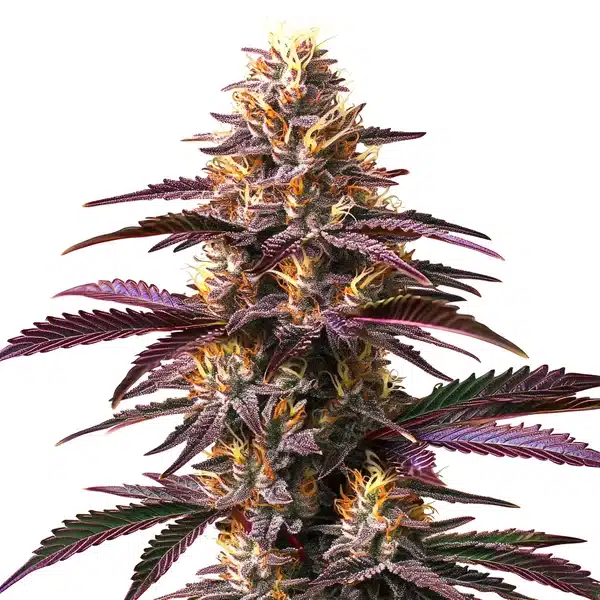 Purple Gelato – Blimburn Seeds