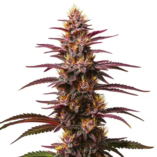 Purple Kush Autoflower – Blimburn Seeds