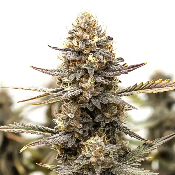 Purple Kush F1 – Blimburn Seeds