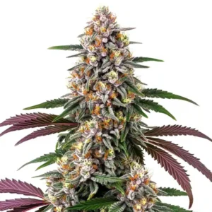 Purple Punch – Blimburn Seeds