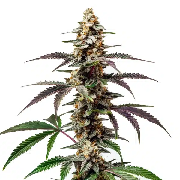 Purple Punch F1 – Blimburn Seeds