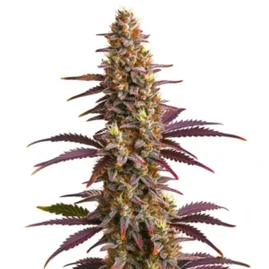 Purple Sunset Auto – Blimburn Seeds