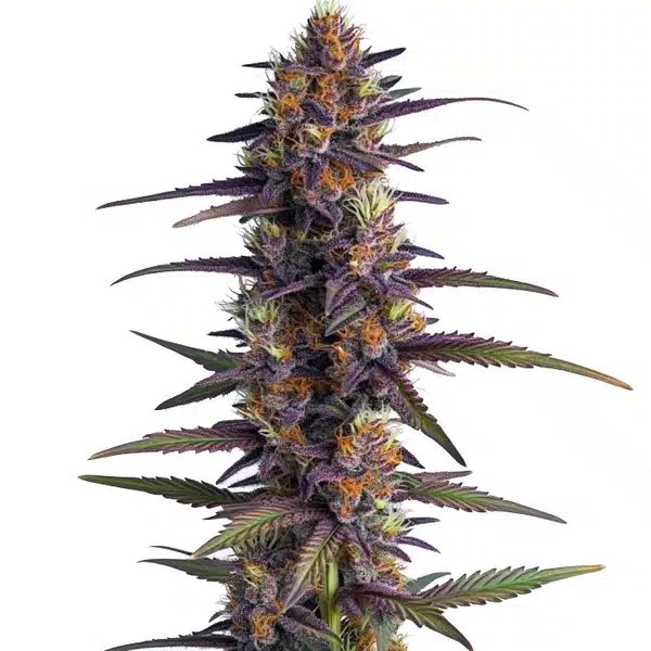 Purple Thai Regular – Blimburn Seeds