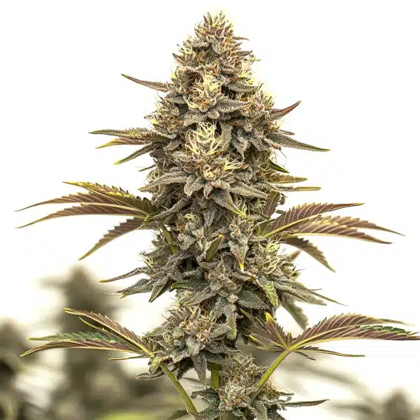 Purple Urkle Auto – Blimburn Seeds