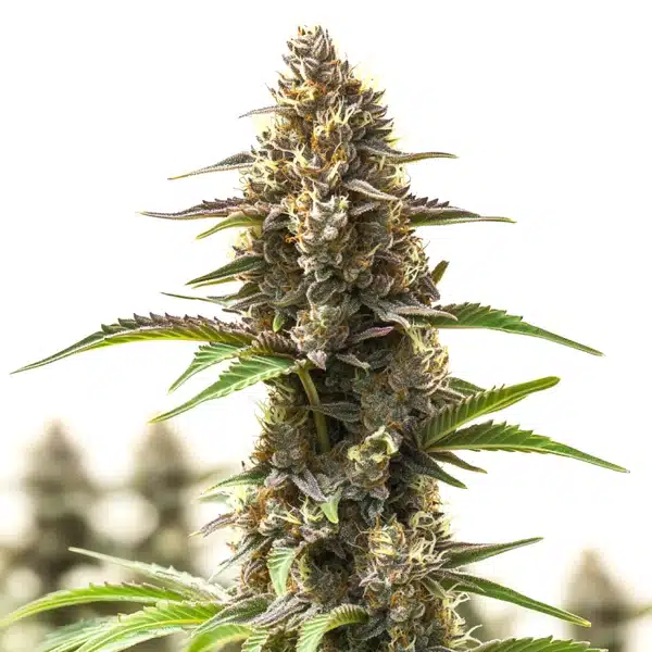 RS11 Cannabis Extraction – Blimburn Seeds