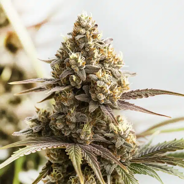 RS11 x Cookies Cream – Blimburn Seeds