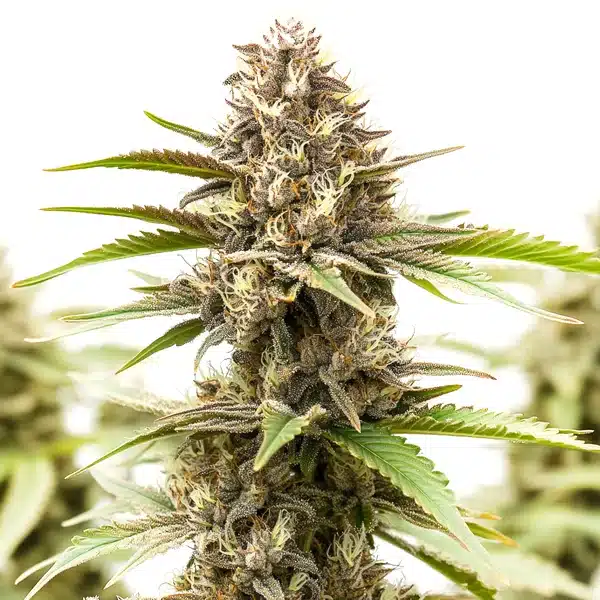 RS11 x Galactic Cookies – Blimburn Seeds
