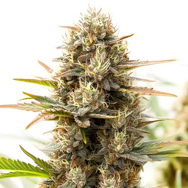 RS11 x Gush Mints – Blimburn Seeds
