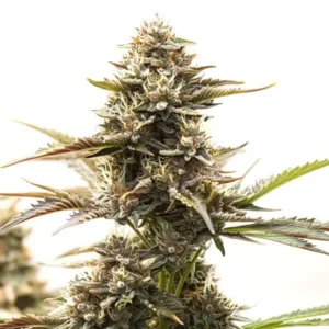 RS11 x Runtz – Blimburn Seeds