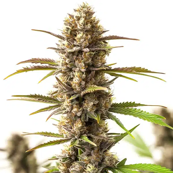 RS11 x Skywalker – Blimburn Seeds