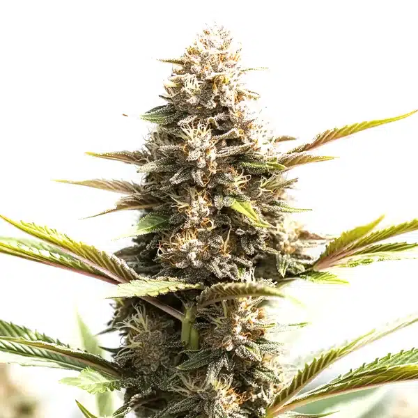 RS11 x Wedding Cake – Blimburn Seeds