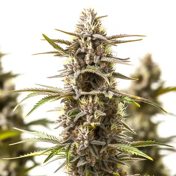 RS11 x Zoap – Blimburn Seeds