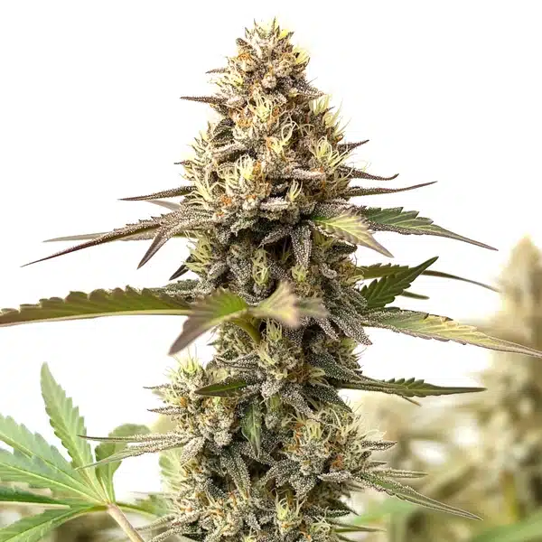 RS54 Cannabis Extraction – Blimburn Seeds