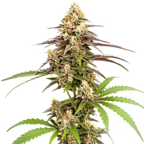Rainbow Chip F2 Regular – Blimburn Seeds