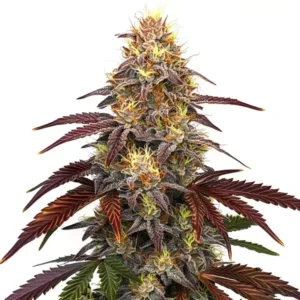 Red Devil Auto – Blimburn Seeds