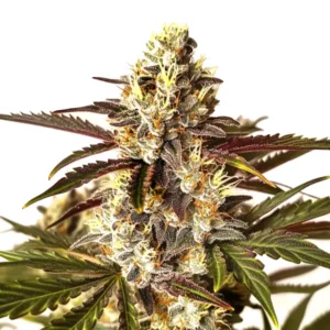 Red Dragon – Blimburn Seeds