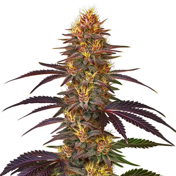 Red Gorilla Auto – Blimburn Seeds