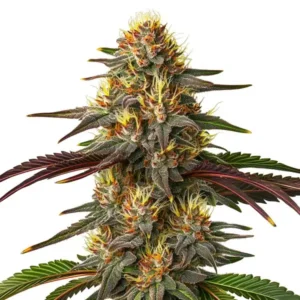 Red Kush Auto – Blimburn Seeds