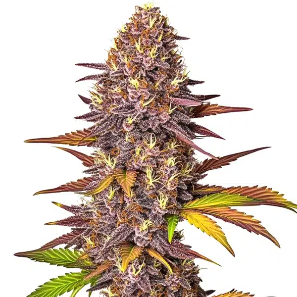 Red Poison Auto – Blimburn Seeds